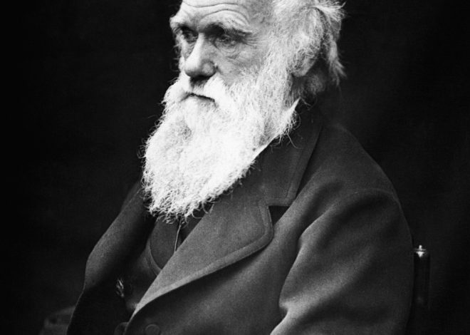 Le varie fasi delle evoluzioni contemporanee